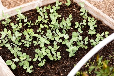 Vegetable garden bed