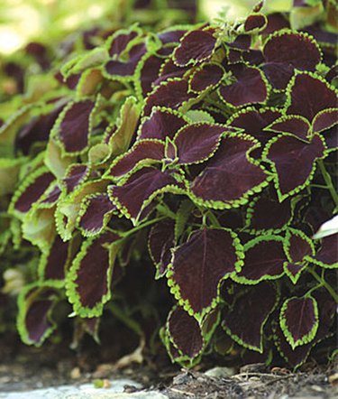 Mint Coleus