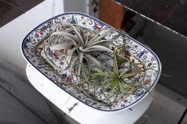 Air plants in ceramic tray atop mirror tabletop