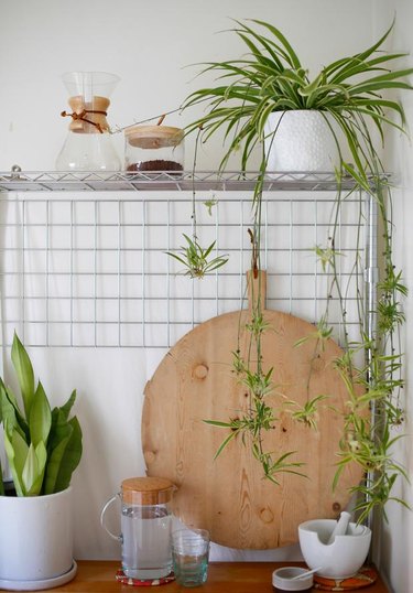 spider plants (Chlorophytum comosum)