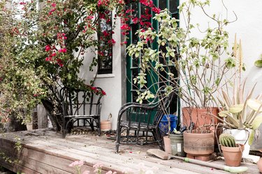 Backyard patio with plants