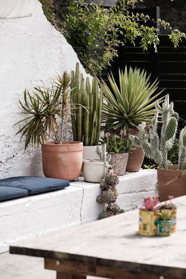 Potted plants in backyard