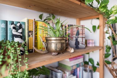 Plants on a bookshelf