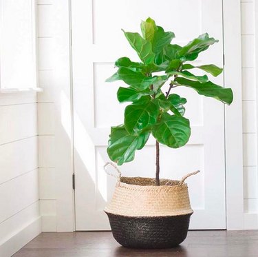 Fiddle-leaf fig tree