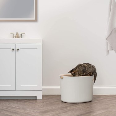 cat litter box in bathroom with cat climbing in