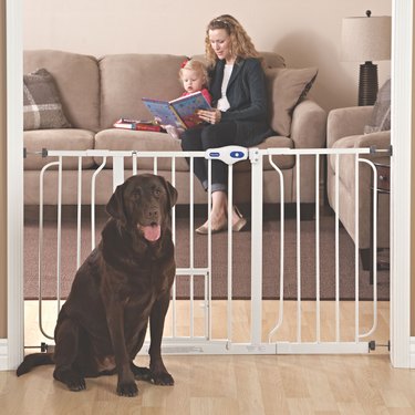 dog near gate with woman holding baby on couch nearby