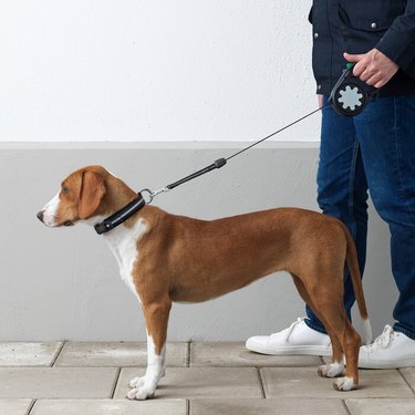 person holding dog on a leash