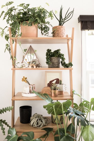 Bookshelf with succulents and other plants