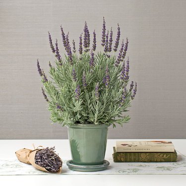 Lavender plant in green pot