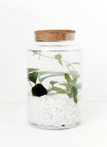 A plant growing in a water-filled jar.