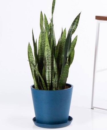 Bloomscape Snake Plant in blue pot