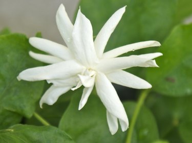 Jasmine plant flower
