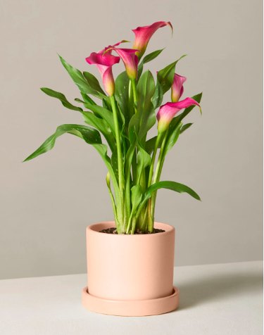 calla lilly in blush planter