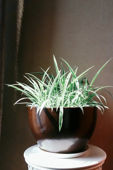 Spider Plant