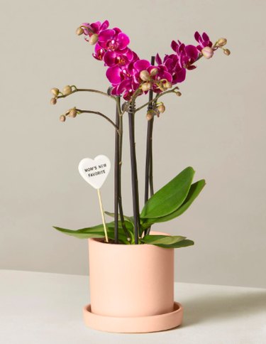purple orchid in planter
