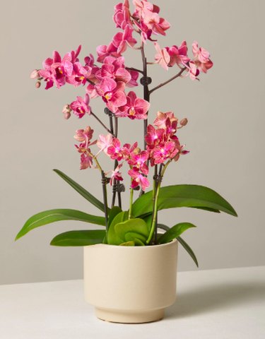fuschia orchid in cream planter