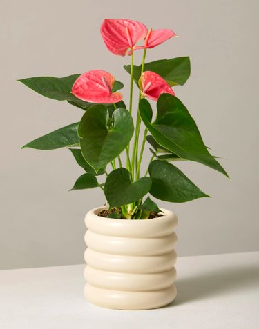 pink anthurium in cream planter