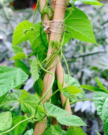 Beans growing on a pole in container