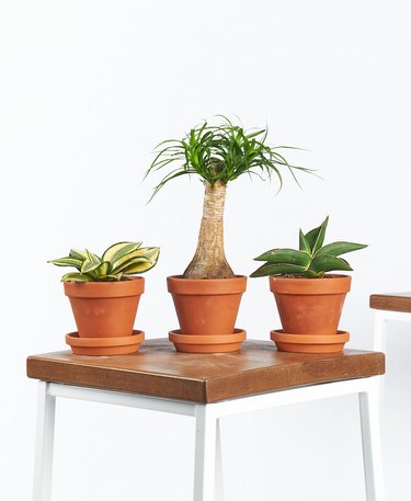 three plants