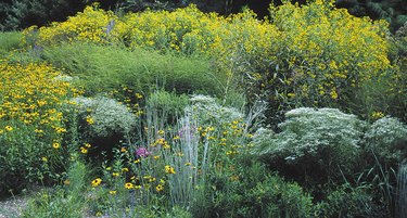 bank of native plants