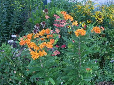 coneflower and asclepia