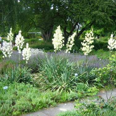 Yucca plants in bloom.