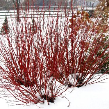 Red twig dogwood.