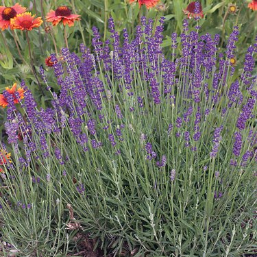 English lavender.