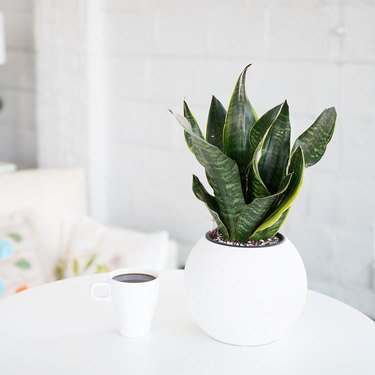 Houseplants That Won't Wilt in Your Kitchen Heat (They'll Actually ...