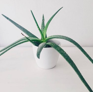 Aloe vera (Aloe vera) plant