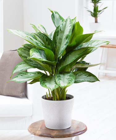 Chinese evergreen (Aglaonema commutatum)