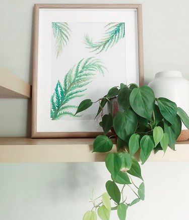 Heart-leaf philodendron (Philodendron hederaceum)