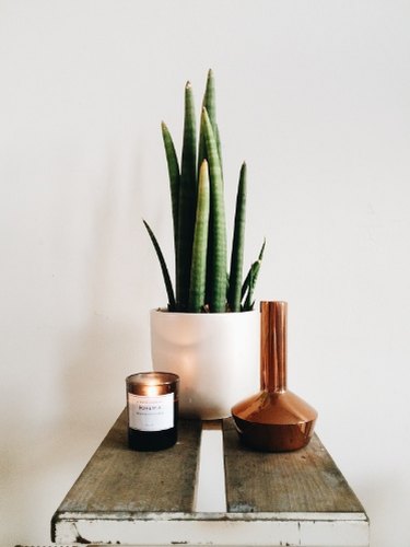 African spears (Sansevieria cylindrica)