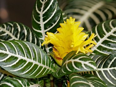 Aphelandra squarrosa zebra plant.