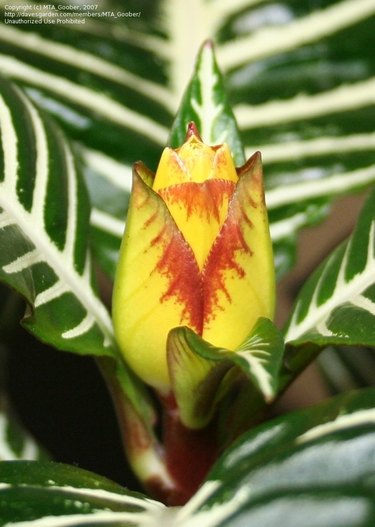 Emerging Aphelandra squarrosa bract