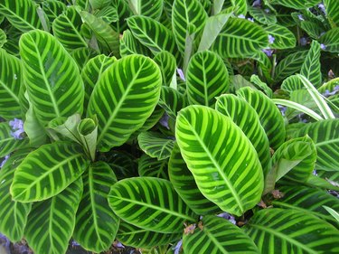 Calathea zebrina zebra plant.