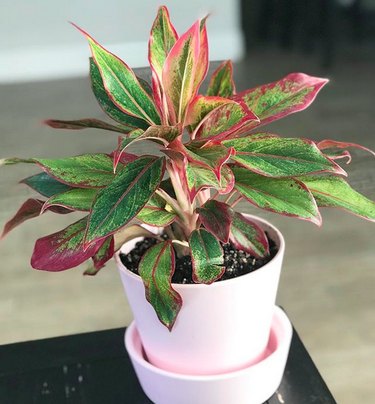 Chinese evergreen (Aglaonema commutatum)