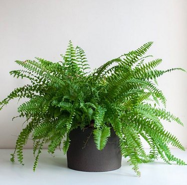 Boston fern (Nephrolepsis exaltata)