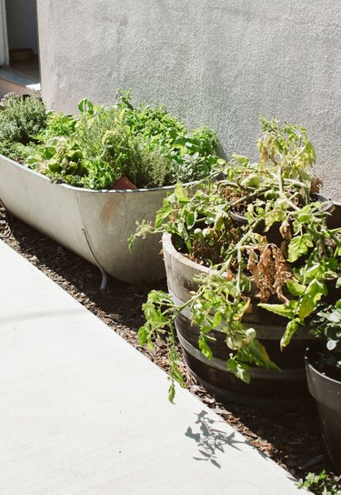 Herbs in containers