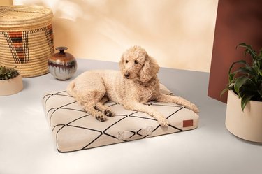 dog on black and white geometric pet bed