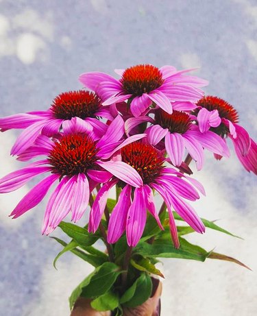 Echinacea plants (Echinacea angustifolia)