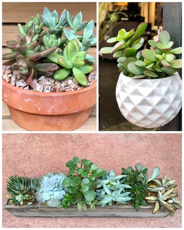 Potted succulents