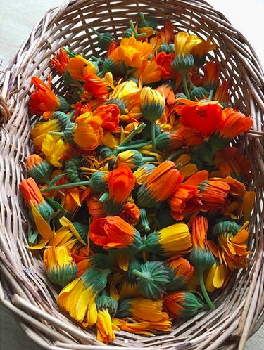 Marigolds (Calendula officinalis)