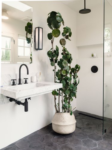 wall-hung sink with black faucet, surface-mount medicine cabinet with mirror, tall green plant, overhead shower head, gray hexagon tile, glass shower door