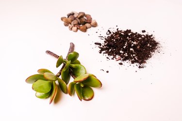 Succulent cuttings, rocks, soil.