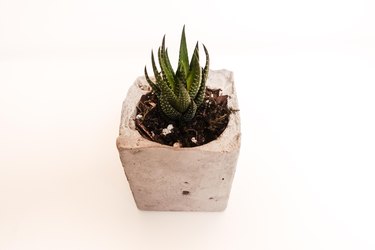 DIY Modern Succulent Planter Tutorial Using Concrete