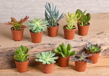 Miniature succulents