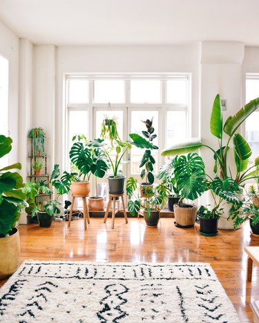 Mr. Cigar Loft living room plants