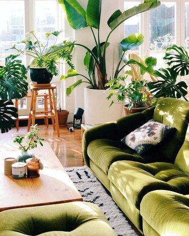 Mr. Cigar Loft living room detail of green sofa and plants