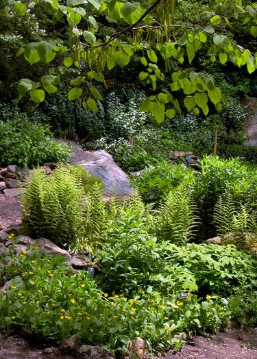 Woodland garden detail.